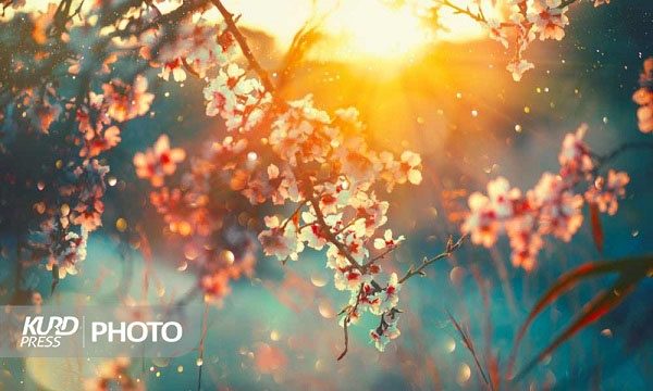 بهار ١٤٠٢ نسبت به پارسال خنک تر است/ سرمازدگی دور از انتظار نیست
