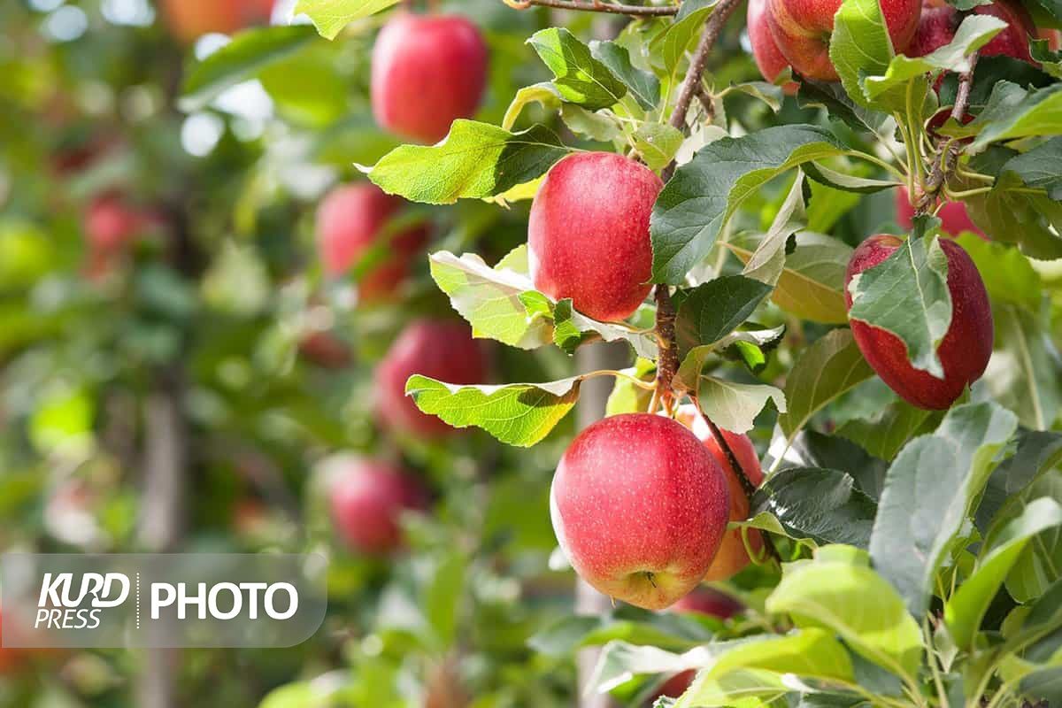 فرماندار: جشنواره ملی سیب در مهاباد برگزار می شود