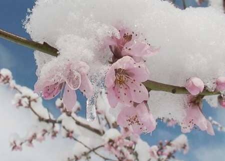 صدور هشدار سرمازدگی باغات برای دو روز آینده در آذربایجان غربی