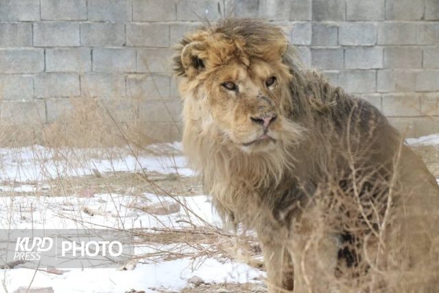 باغ وحش ارومیه؛ شکنجه گاهی بدون مجوز بهره برداری!