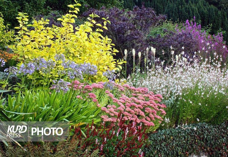 کردستان ۲۶ درصد تنوع گونه های گیاهی ایران را به خود اختصاص داده است