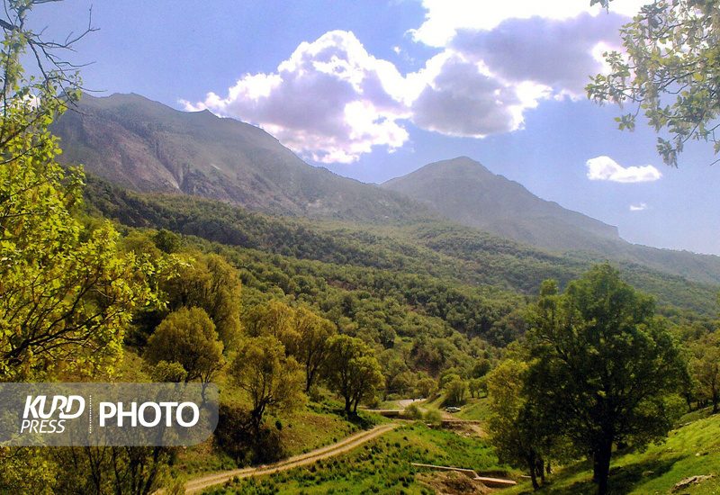 آفت زدگی ۳۸۰ هکتار از جنگل های بلوط کردستان