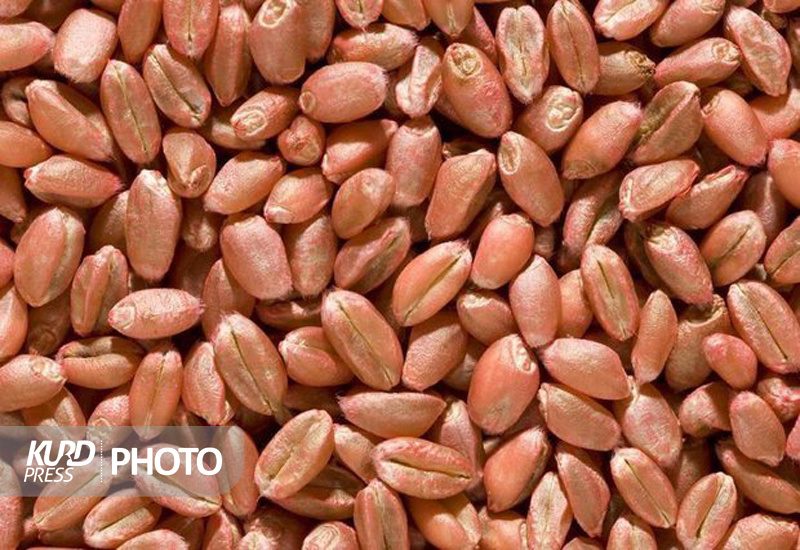 نیاز کردستان به بیش از ۱۰۰ هزار تن بذر گندم/تولید بیش از یک میلیون تن گندم پیش بینی می شود
