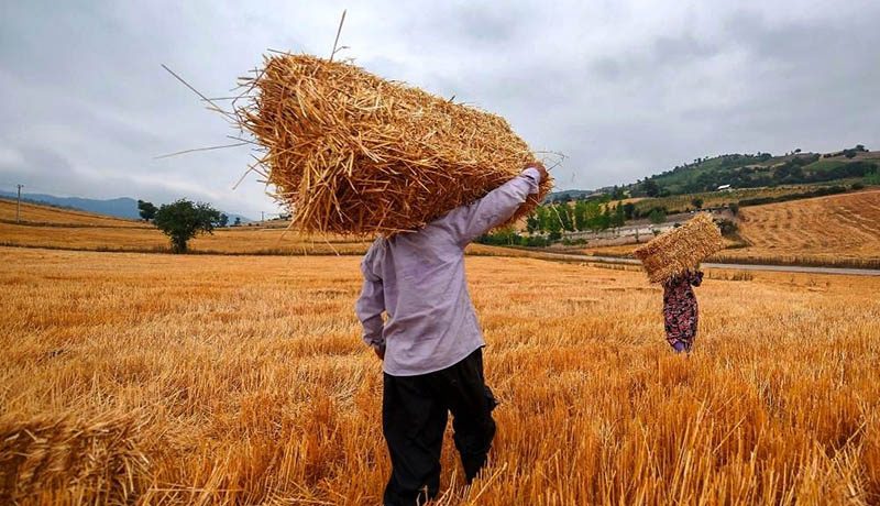 بکارگیری اتباع افغان در بخش کشاورزی ممنوع است