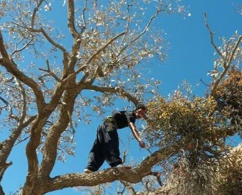 آغاز مبارزه با آفت لورانتوس در ایلام