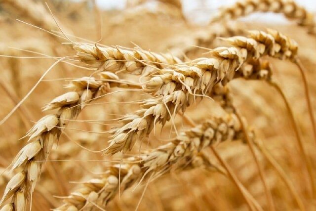 پیش بینی برداشت ٧٠٠ هزار تن گندم در آذربایجان غربی