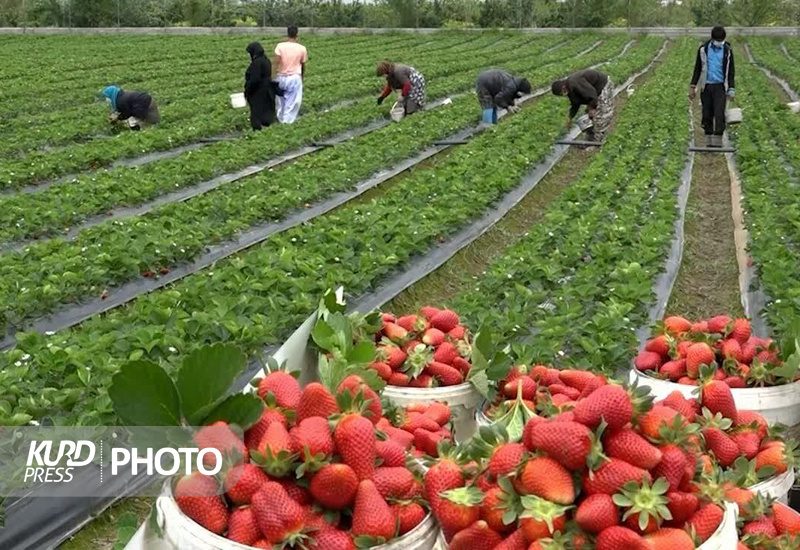 روزگار سیاه طلای سرخ کردستان