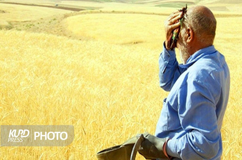 پرداخت ۷۵ درصد مطالبه گندمکاران بوکانی