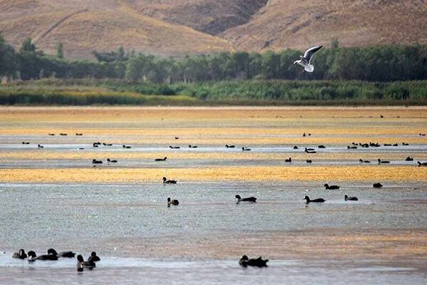 برنامه مدیریت جامع تالاب بین المللی «قوپی باباعلی» مهاباد تدوین می شود