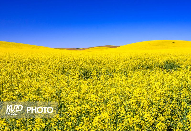 پیش‌بینی برداشت بیش از هزار تن محصول کلزا در بوکان