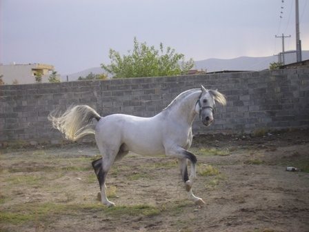 شوی سواره‌ اسب اصیل کُرد در بوکان برگزار می‌شود