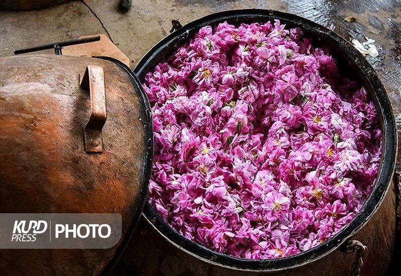 جشنواره گلاب گیری بانه در تقویم ملی کشور ثبت شد