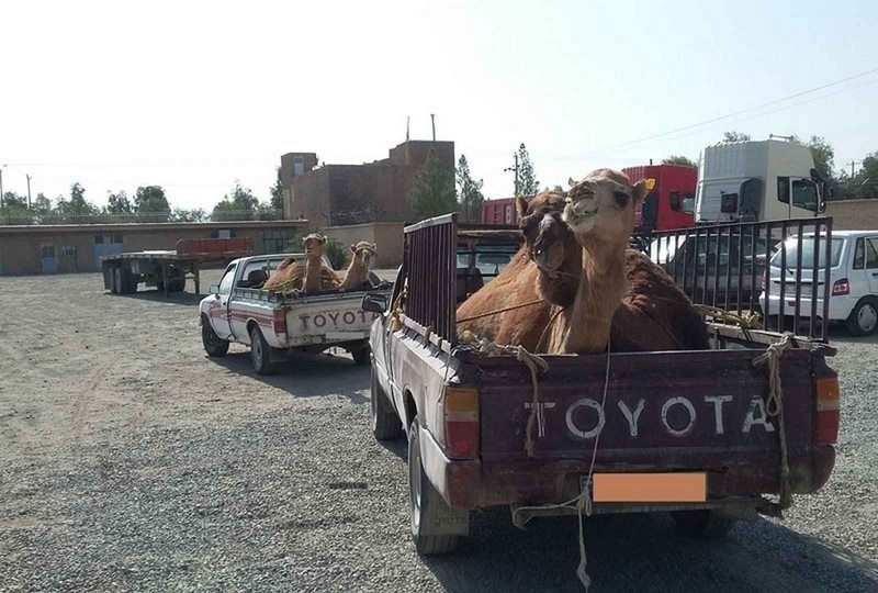محموله شتر قاچاق در محور پیرانشهر به سردشت توقیف شد