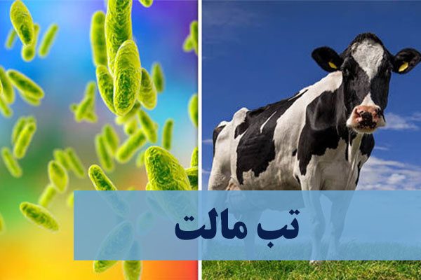 افزایش چهار برابری ابتلا به تب مالت در ایلام