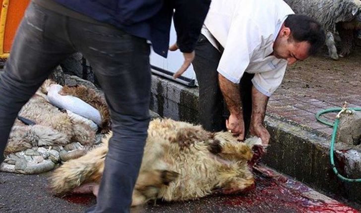 حل مشکل کشتار غیرمجاز در ایلام نیازمند همکاری همه دستگاه‌های اجرایی و مردم