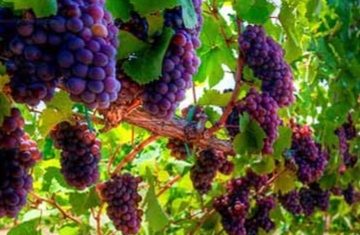 آغاز برداشت انگور یاقوتی از باغات سرپل‌ذهاب