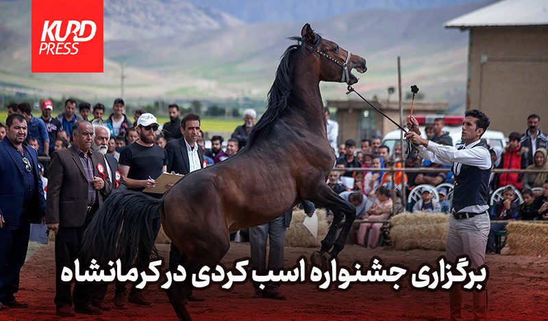 اسب کُرد در مسیر ثبت جهانی