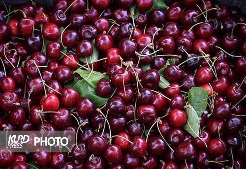 امسال ٣٣ هزار تن گیلاس از باغات آذربایجان غربی برداشت می شود