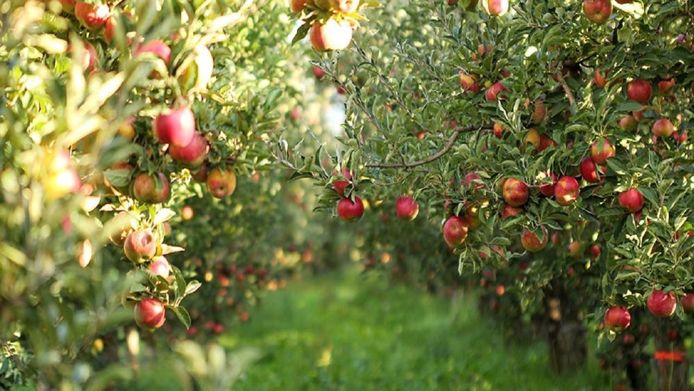 زنبورها به یاری باغات سیب ارومیه می آیند