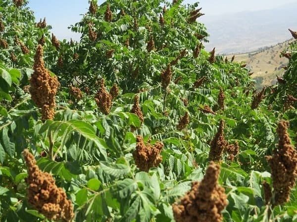 سردشت قطب تولید سماق غرب کشور