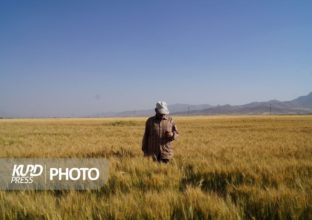 گندمکاران کردستانی همچنان چشم انتظار وعده ها/تنها ۱۵ درصد بهای گندم پرداخت شد