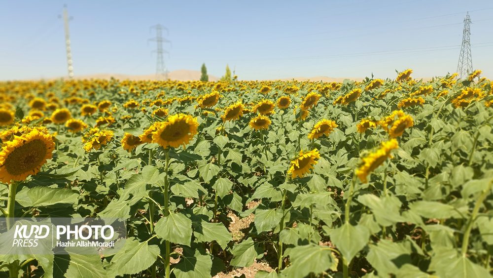 دهگلان قطب تولید دانه آفتابگردان / عکس هژیر الله مرادی