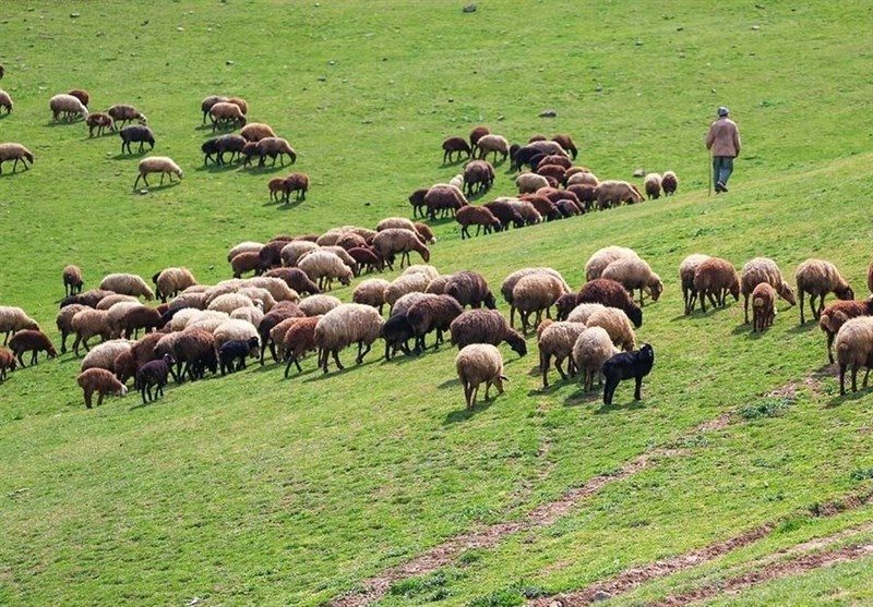 تامین نهاده ۴۰ هزار راس دام در طرح خرید قراردادی گوشت قرمز ایلام