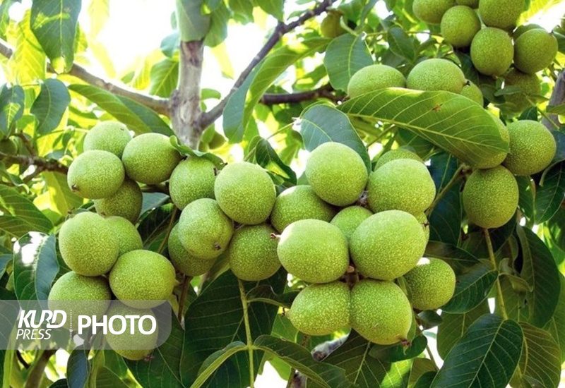 ۲۸ هزار تن گردو در کردستان برداشت می شود
