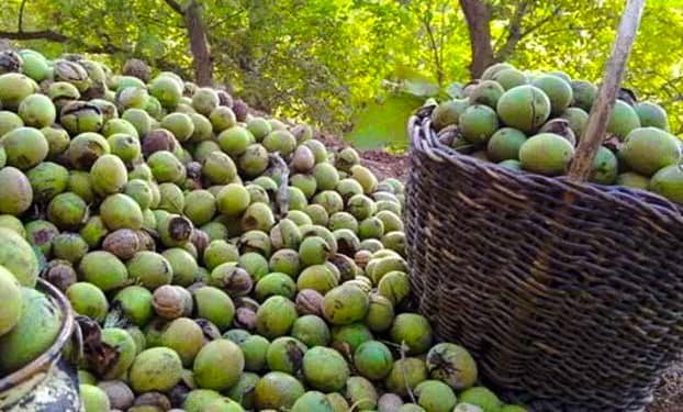پیش بینی برداشت ۱۳ هزار تن گردو از باغات کرمانشاه