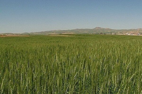 ٣٥١ هزار هکتار از دیم زارهای آذربایجان غربی تحت پوشش طرح جهش تولید
