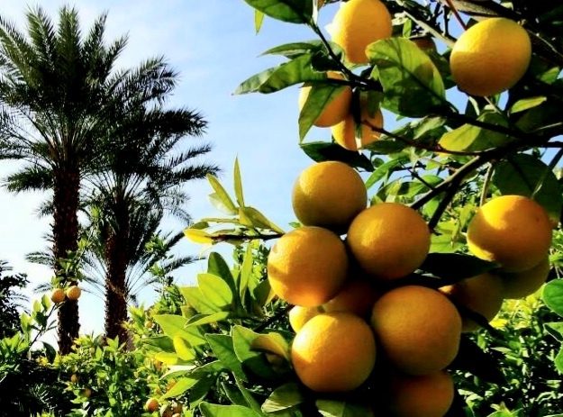 قصرشیرین میزبان جشنواره لیمو و مرکبات می‌شود
