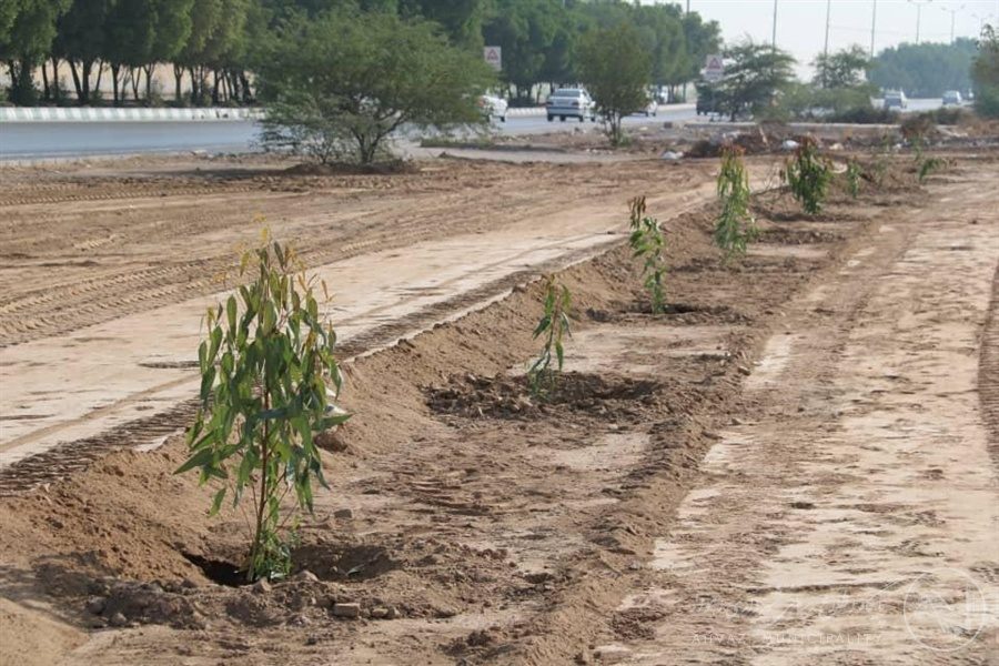 اکالیپتوس ظرفیتی برای نجات درختان زاگرس / زهرا پوراسماعیل