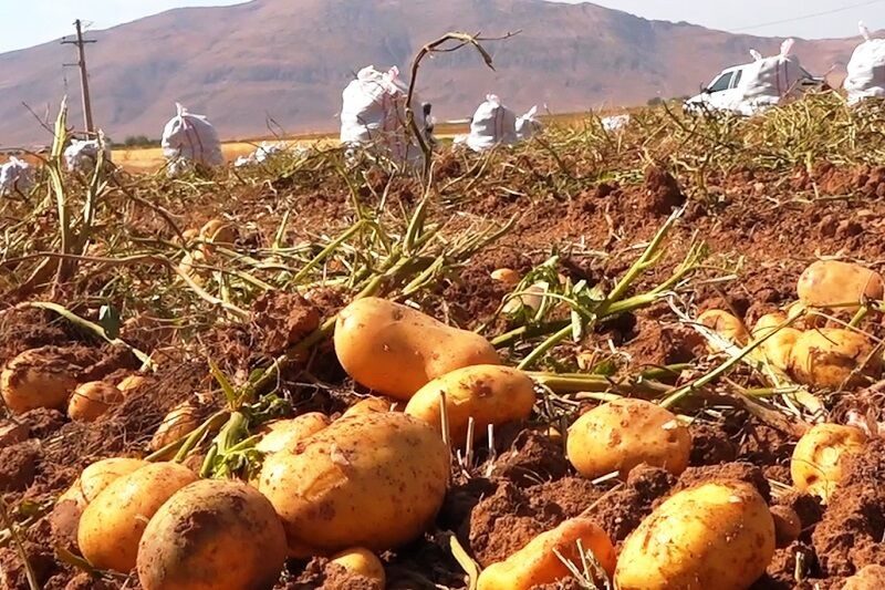 ٨٠ هزار تن سیب زمینی در آذربایجان غربی برداشت شد