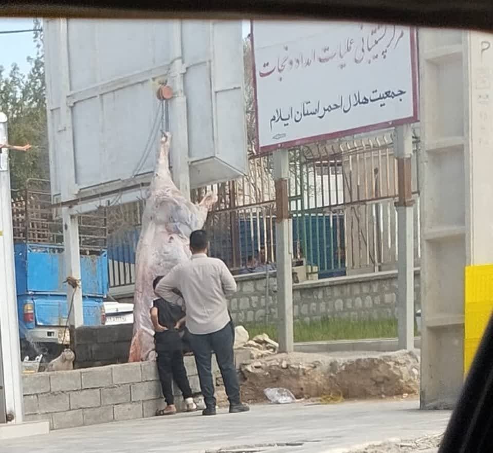 توضیحات دامپزشکی ایلام در خصوص یک عکس خبرساز