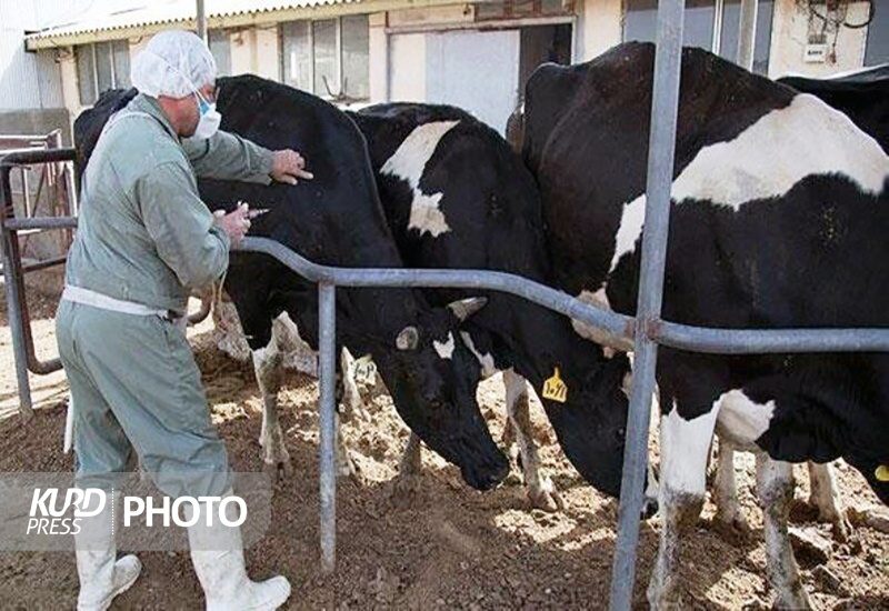 ۶۶۸ بیمار مبتلا به تب مالت در کردستان شناسایی شدند