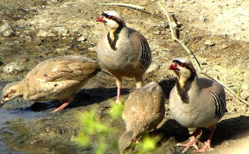 رهاسازی ٣٠ قطعه کبک زنده گیری شده در اشنویه