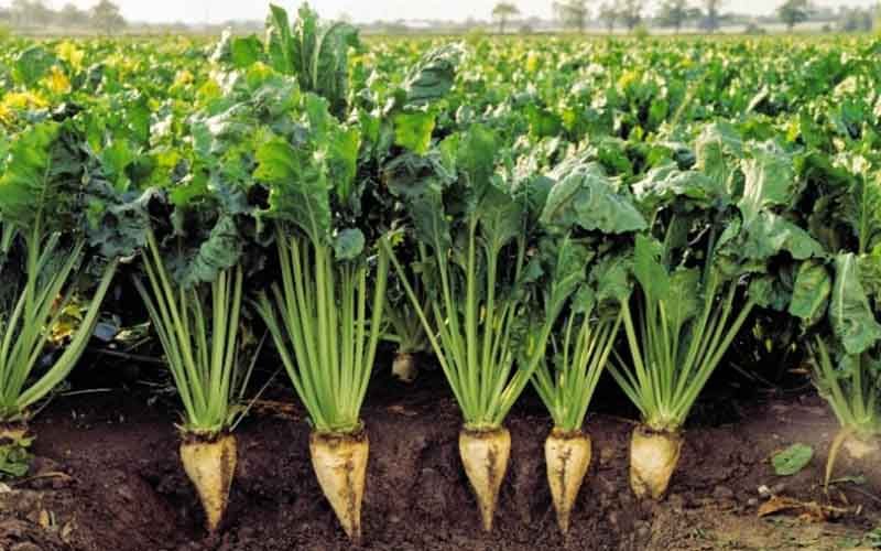 آذربایجان غربی با تولید ١.٨ میلیون تن رتبه اول چغندر ایران است