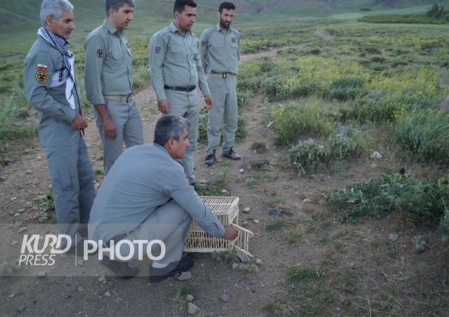 شناسایی بیش از ۵۰  مورد تخلف زیست محیطی در قروه