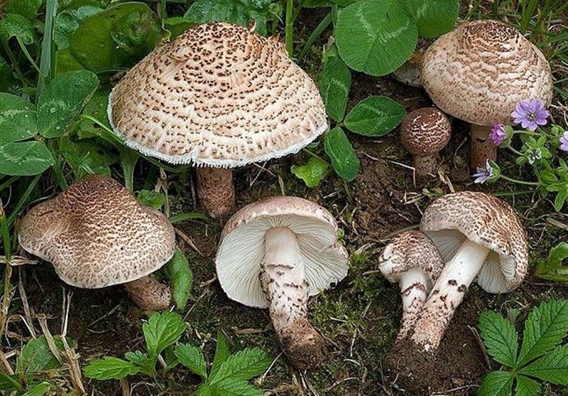 ۲ نفر بر اثر مصرف قارچ سمی در بیجار مسموم شدند
