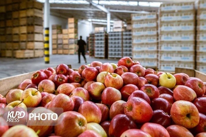 ٨٥٠ تن سیب آذربایجان غربی به عنوان ذخیره احتیاطی کشور انبار شد