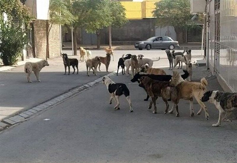 کودکان سنندج قربانی بی عملی مدیران شهری؛ بحران سگ های بلاصاحب در کردستان