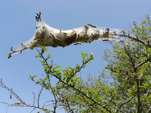 عدم مشاهده آفت برگخوار پاییزه در آذربایجان غربی/خبری از اعتبارات نیست
