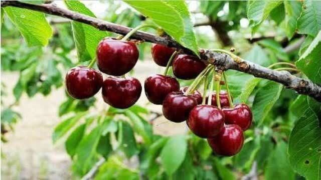 پیش بینی برداشت ٢٥ هزار تن گیلاس در آذربایجان غربی