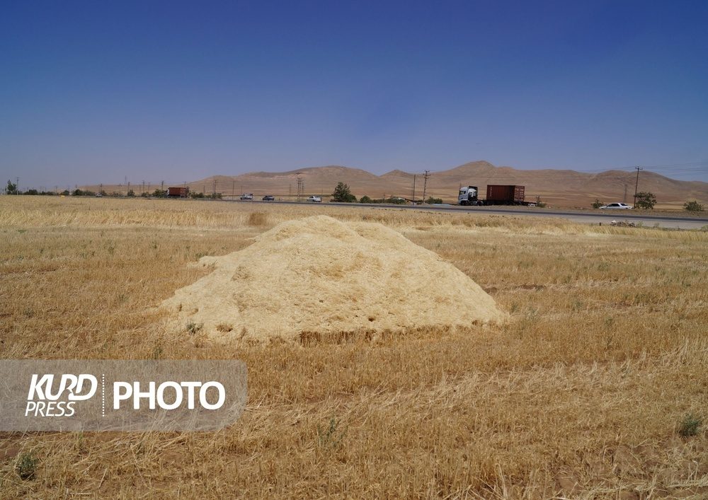 میزان گندم مازاد بر نیاز کشاورزان کردستانی به ۱۰۷ هزار تن رسید
