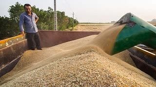 خرید تضمینی گندم در کردستان از ۶۰۰ هزار تن گذشت