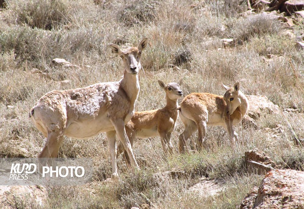سرشماری زمستانه پستانداران حیات وحش کردستان به پایان رسید