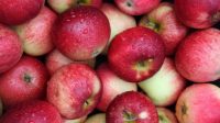 تامین سیب شب عید از باغات آذربایجان غربی