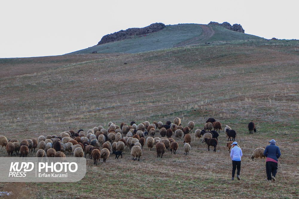 طبیعت بهاری سنندج / عکس : عرفان کرمی