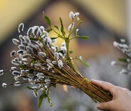 برداشت بیدمشک در آذربایجان غربی آغاز شد