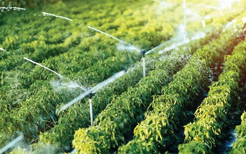 وزارت کشاورزی عراق واردات ۳۷ نوع محصول کشاورزی را ممنوع کرد